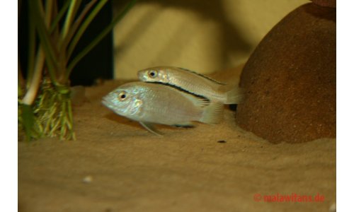 Labidochromis caeruleus